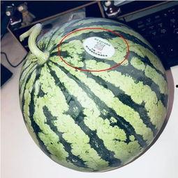 洗脚网红吃瓜,揭秘网络红人的另一面