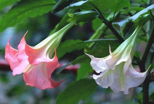吃瓜曼陀罗华,探寻神秘植物背后的故事