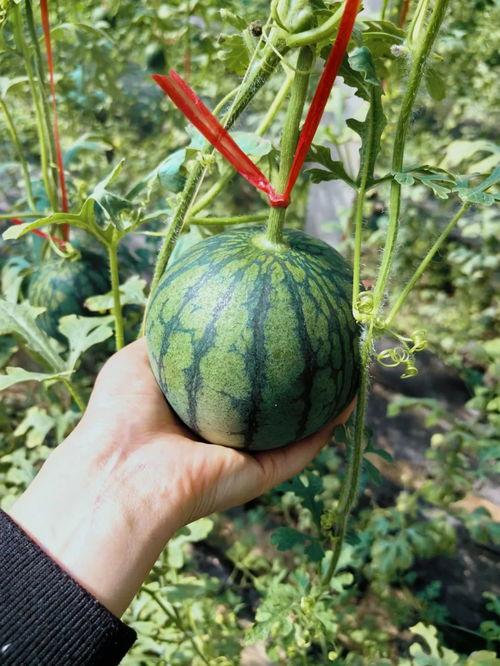 人类大和谐吃瓜,探寻人类大和谐下的吃瓜文化